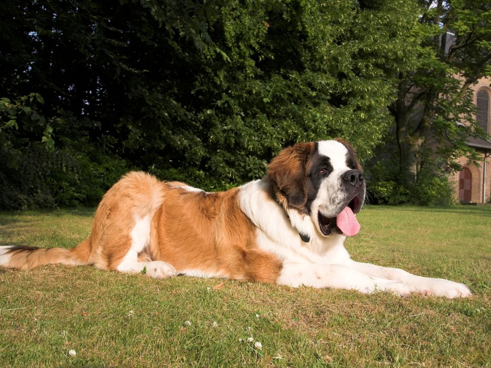 Cachorro da raça São Bernardo deitado em área verde ao ar livre, representando porte grande e características da raça relacionadas ao tema cachorro São Bernardo preço.