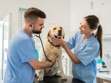Como abrir uma ONG de animais?